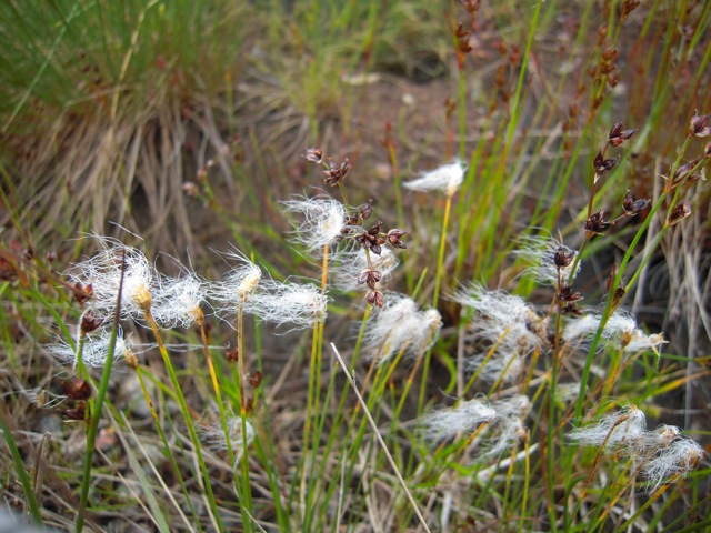 wild bog grass-NL